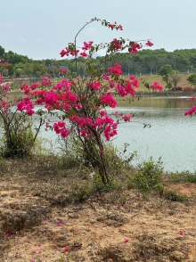 Thumbnail of pic_TB_Tung_015.JPG