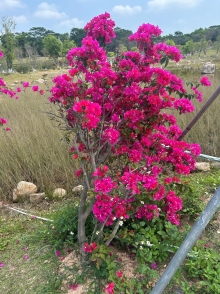 Thumbnail of pic_TB_Tung_035.JPG