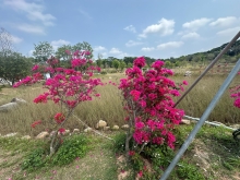 Thumbnail of pic_TB_Tung_036.JPG