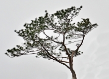 Thumbnail of pic_Shing_Lee_014.JPG