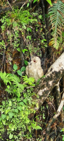 Thumbnail of pic_Si9_014.jpg