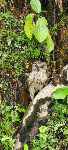 Thumbnail of pic_Si9_015.jpg