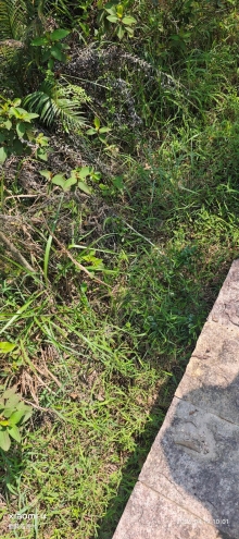 Thumbnail of pic_Fong_025.jpg