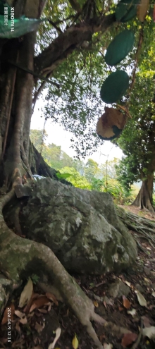 Thumbnail of pic_Fong_079.jpg