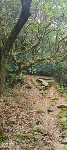 Thumbnail of pic_Fong_094.jpg