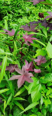 Thumbnail of pic_Si9_075.jpg