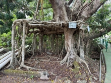 Thumbnail of pic_TB_Tung_025.JPG