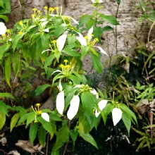 Thumbnail of pic_KL_Sin_053.jpg