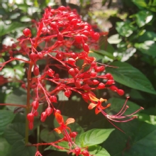 Thumbnail of pic_Cindy_Tse_003.jpg