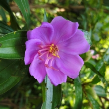Thumbnail of pic_Derek_Wong_041.jpg