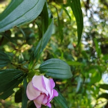 Thumbnail of pic_Derek_Wong_042.jpg