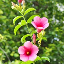 Thumbnail of pic_Lee_Shing_004.JPG
