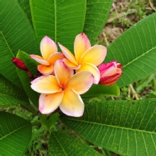 Thumbnail of pic_Derek_Wong_041.jpg