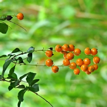 Thumbnail of pic_Lee_Shing_024.JPG
